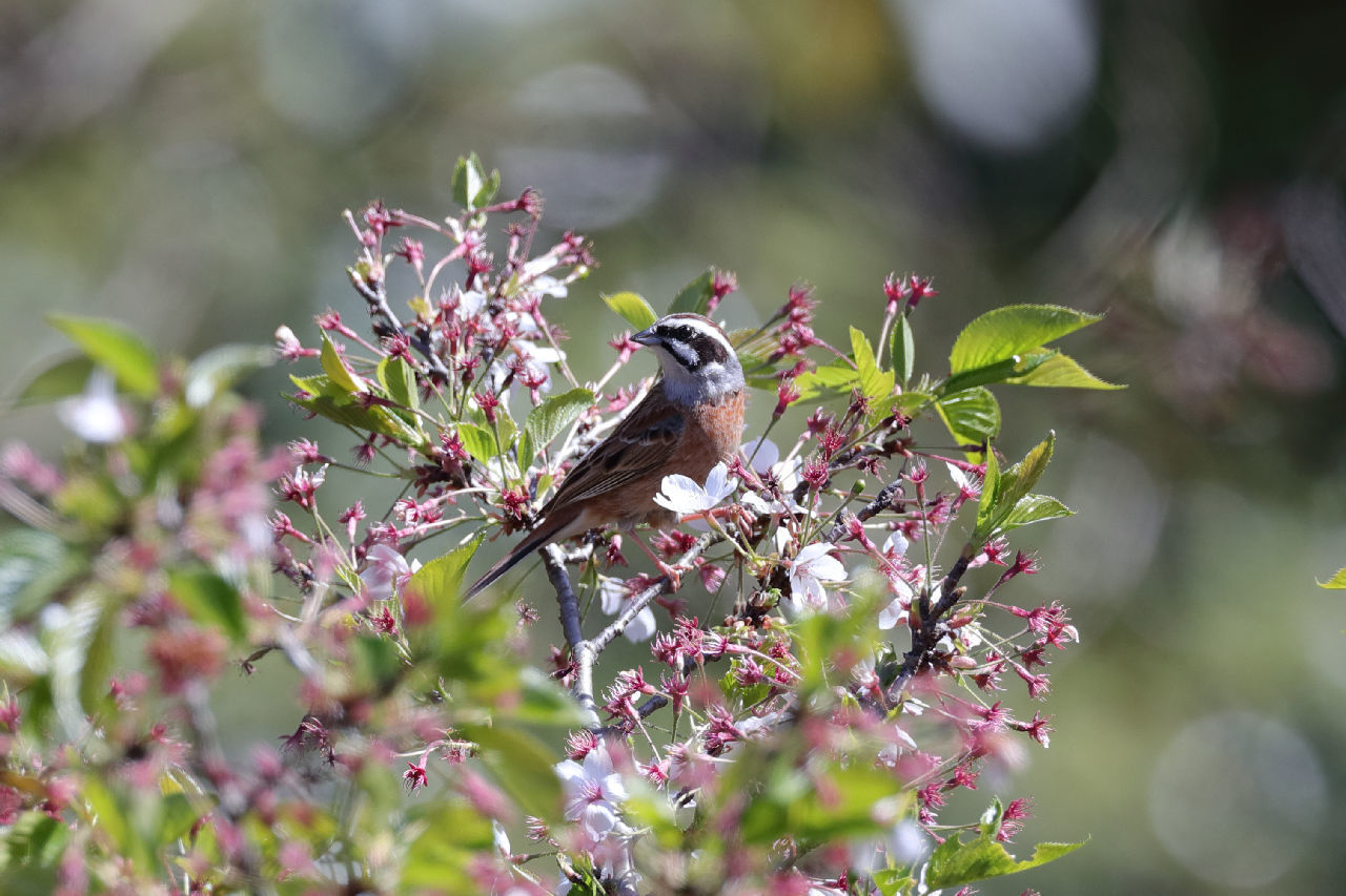 野鳥 ちゅんたの巣箱