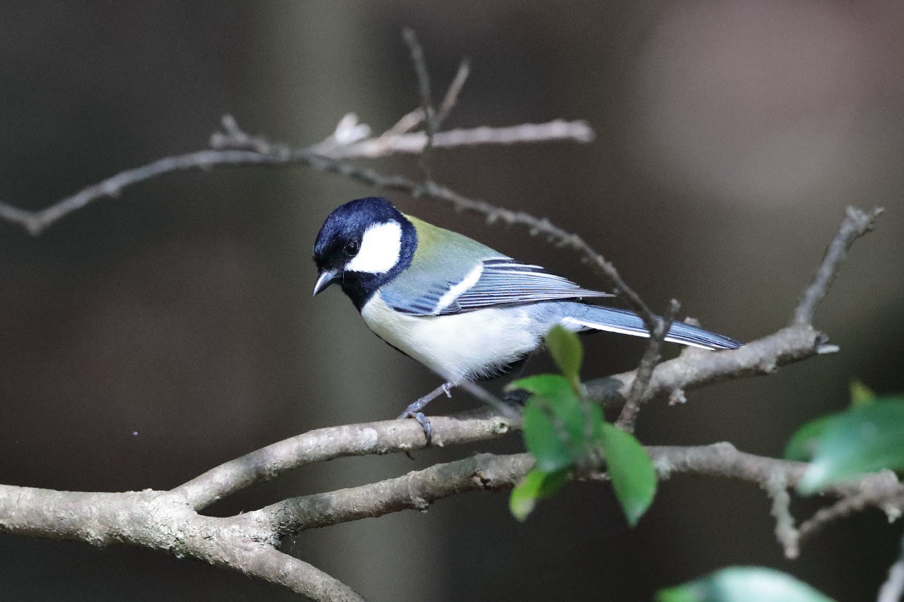 野鳥 ちゅんたの巣箱